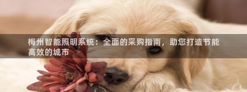 千亿国际qy88：梅州智能照明系统：全面的采购指南，助您打造节能
高效的城市